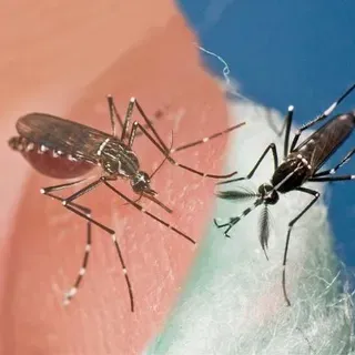 thumbnail for publication: El Zika, un Virus Transmitido por Mosquitos